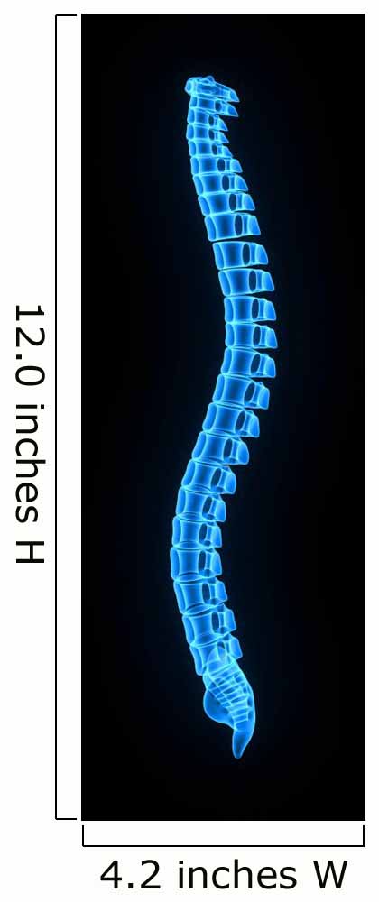 Vertebral Column