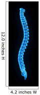 Vertebral Column