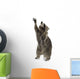 Raccoon 9 Months - Procyon Lotor Wall Decal