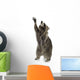 Raccoon 9 Months - Procyon Lotor Wall Decal
