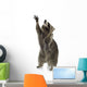 Raccoon 9 Months - Procyon Lotor Wall Decal