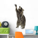 Raccoon 9 Months - Procyon Lotor Wall Decal