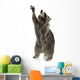 Raccoon 9 Months - Procyon Lotor Wall Decal