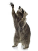 Raccoon 9 Months - Procyon Lotor Wall Decal