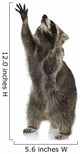 Raccoon 9 Months - Procyon Lotor Wall Decal