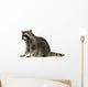 raccoon (9 months) -  Procyon lotor Wall Decal