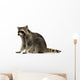 raccoon (9 months) -  Procyon lotor Wall Decal