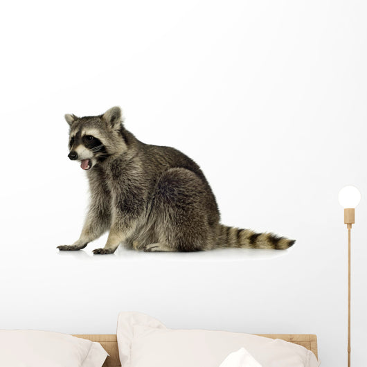 raccoon (9 months) -  Procyon lotor Wall Decal