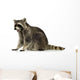 raccoon (9 months) -  Procyon lotor Wall Decal