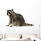 raccoon (9 months) -  Procyon lotor Wall Decal