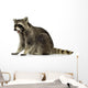 raccoon (9 months) -  Procyon lotor Wall Decal