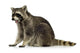 raccoon (9 months) -  Procyon lotor Wall Decal