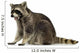 raccoon (9 months) -  Procyon lotor Wall Decal