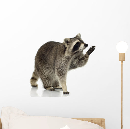 Raccoon 9 Months - Procyon Lotor Wall Decal