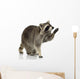 Raccoon 9 Months - Procyon Lotor Wall Decal