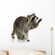 Raccoon 9 Months - Procyon Lotor Wall Decal