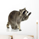 Raccoon 9 Months - Procyon Lotor Wall Decal