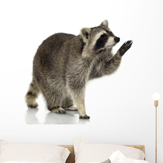 Raccoon 9 Months - Procyon Lotor Wall Decal