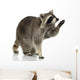 Raccoon 9 Months - Procyon Lotor Wall Decal