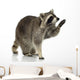 Raccoon 9 Months - Procyon Lotor Wall Decal