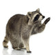 Raccoon 9 Months - Procyon Lotor Wall Decal