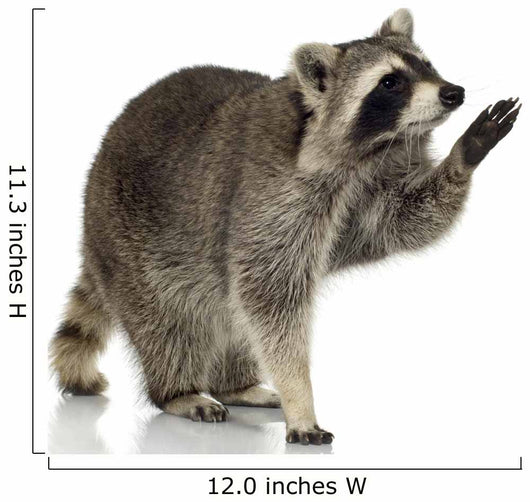 Raccoon 9 Months - Procyon Lotor Wall Decal