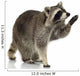 Raccoon 9 Months - Procyon Lotor Wall Decal
