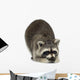 raccoon (9 months) -  Procyon lotor Wall Decal