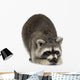 raccoon (9 months) -  Procyon lotor Wall Decal