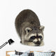 raccoon (9 months) -  Procyon lotor Wall Decal