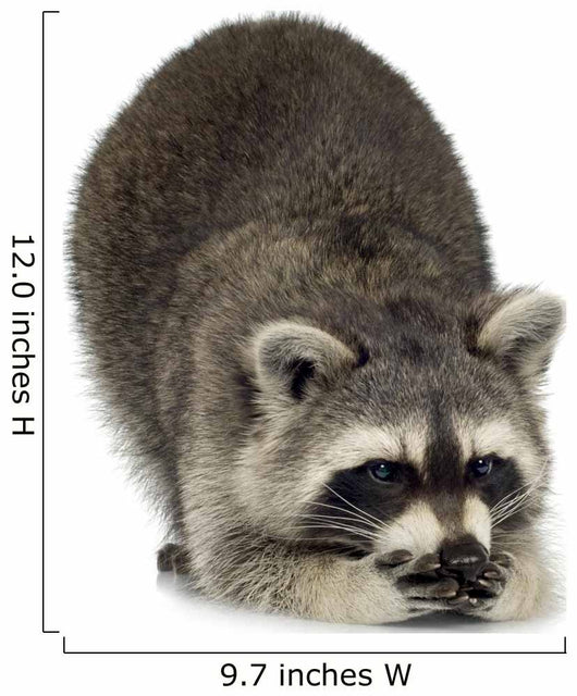 raccoon (9 months) -  Procyon lotor Wall Decal