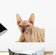 Sphynx Hairless Cat in Warm Scarf Isolated on White Wall Decal