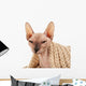 Sphynx Hairless Cat in Warm Scarf Isolated on White Wall Decal