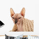 Sphynx Hairless Cat in Warm Scarf Isolated on White Wall Decal