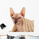Sphynx Hairless Cat in Warm Scarf Isolated on White Wall Decal