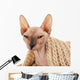 Sphynx Hairless Cat in Warm Scarf Isolated on White Wall Decal