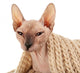 Sphynx Hairless Cat in Warm Scarf Isolated on White Wall Decal