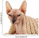 Sphynx Hairless Cat in Warm Scarf Isolated on White Wall Decal