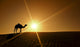 Silhouette of a camel walking alone in the Dubai desert Wall Mural