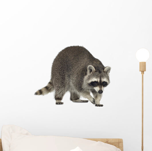 raccoon (9 months) -  Procyon lotor Wall Decal