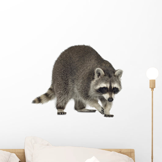 raccoon (9 months) -  Procyon lotor Wall Decal