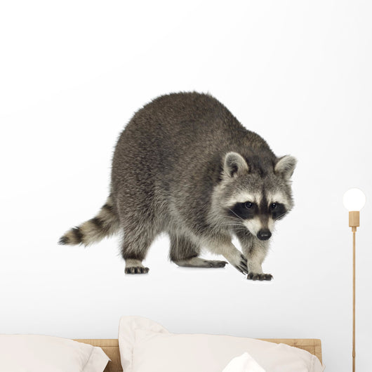 raccoon (9 months) -  Procyon lotor Wall Decal