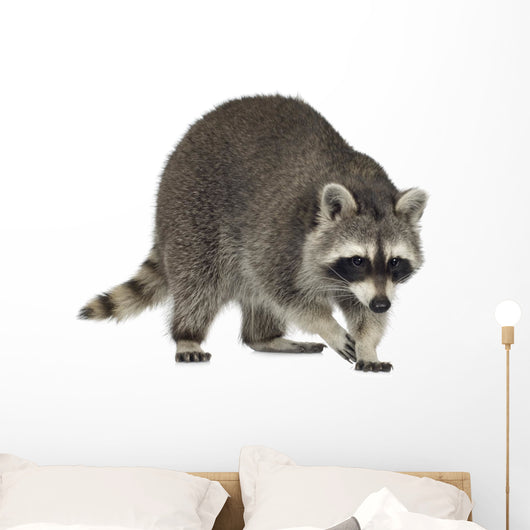 raccoon (9 months) -  Procyon lotor Wall Decal