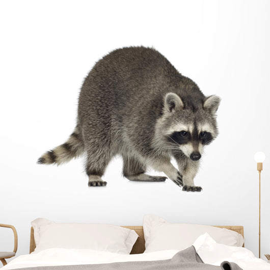 raccoon (9 months) -  Procyon lotor Wall Decal