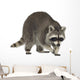 raccoon (9 months) -  Procyon lotor Wall Decal