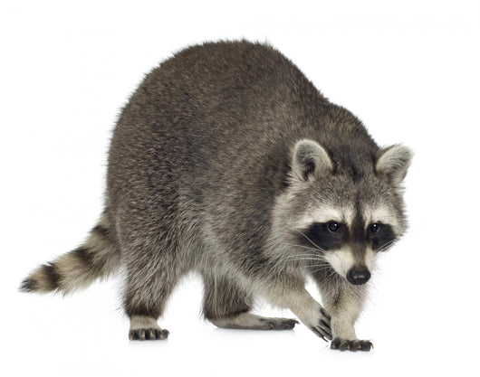 raccoon (9 months) -  Procyon lotor Wall Decal