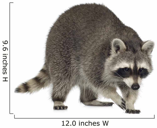 raccoon (9 months) -  Procyon lotor Wall Decal