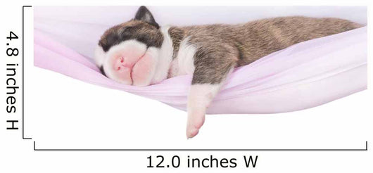 Adorable Newborn Puppy