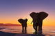 Elephants Beach