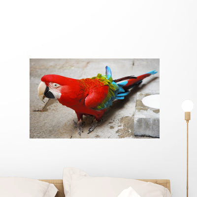 Parrot Wall Mural shown on a wall